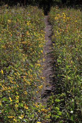 849 - Grand Teton and Yellowstone NP road trip 2019 - IMG_2717 DxO pbase.jpg