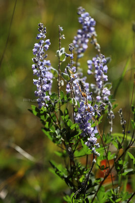 861 - Grand Teton and Yellowstone NP road trip 2019 - IMG_2728 DxO pbase.jpg