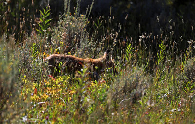 863 - Grand Teton and Yellowstone NP road trip 2019 - IMG_2730 DxO pbase.jpg