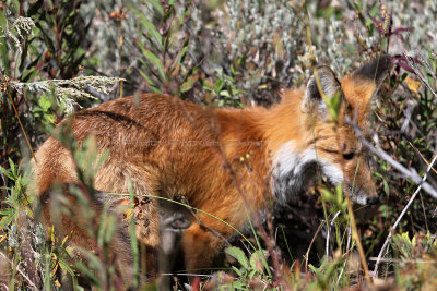 875 - Grand Teton and Yellowstone NP road trip 2019 - IMG_2742 DxO pbase.jpg