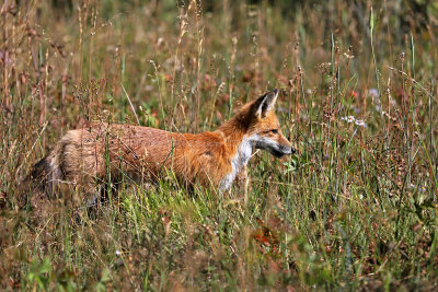 920 - Grand Teton and Yellowstone NP road trip 2019 - IMG_2788 DxO pbase.jpg