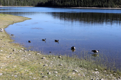 987 - Grand Teton and Yellowstone NP road trip 2019 - IMG_2835 DxO pbase.jpg