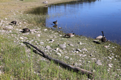 990 - Grand Teton and Yellowstone NP road trip 2019 - IMG_2839 DxO pbase.jpg