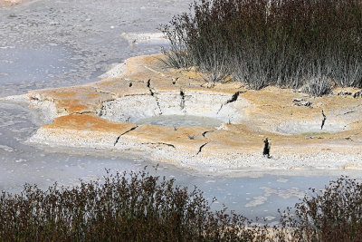 1145 - Grand Teton and Yellowstone NP road trip 2019 - IMG_2999 DxO pbase.jpg