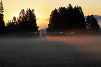 1699 - Grand Teton and Yellowstone NP road trip 2019 - IMG_3538 DxO pbase.jpg