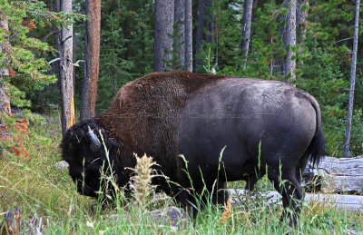 1749 - Grand Teton and Yellowstone NP road trip 2019 - IMG_3593 DxO pbase.jpg