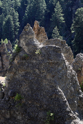 1951 - Grand Teton and Yellowstone NP road trip 2019 - IMG_3817 DxO pbase.jpg