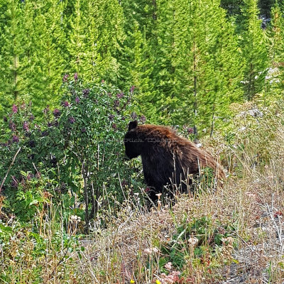 1992 - Grand Teton and Yellowstone NP road trip 2019 - 20190830_102827 DxO pbase.jpg