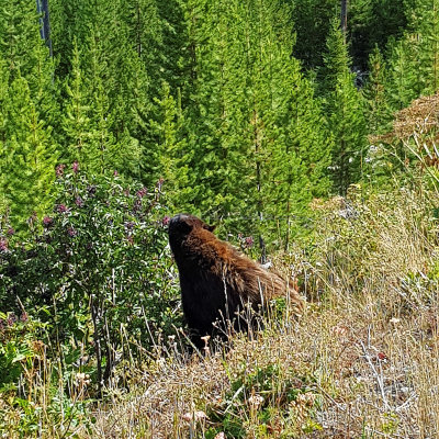 Yellowstone NP - Yellowstone River falls and canyon and shots on the road to Cooke City