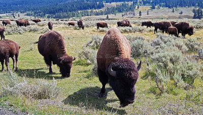 Yellowstone National Park - Spotting in the Lamar valley