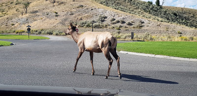 2620 - Grand Teton and Yellowstone NP road trip 2019 - 20190831_162533 DxO pbase.jpg