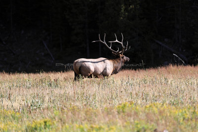 5230 - Grand Teton and Yellowstone NP road trip 2019 - IMG_7169 DxO Pbase.jpg