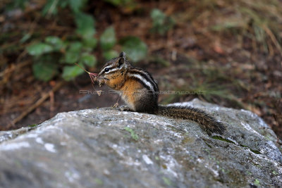 5767 - Grand Teton and Yellowstone NP road trip 2019 - IMG_7701 DxO Pbase.jpg