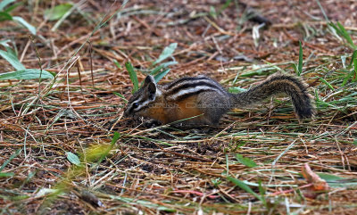 5784 - Grand Teton and Yellowstone NP road trip 2019 - IMG_7723 DxO Pbase.jpg