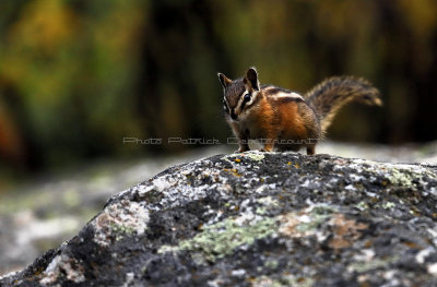 5788 - Grand Teton and Yellowstone NP road trip 2019 - IMG_7728 DxO Pbase.jpg