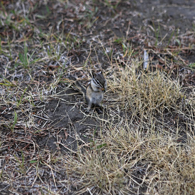 Grand Teton NP - Cunningham Cabin, Snake River Overlook, Schwabacher's Landing overlook