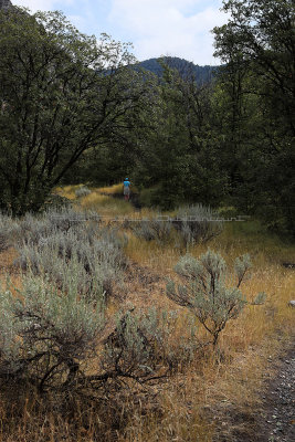6902 - Grand Teton and Yellowstone NP road trip 2019 - IMG_8623 DxO Pbase.jpg