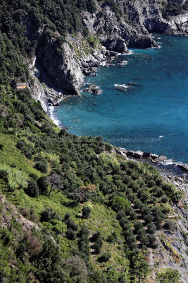 772 Dcouverte des Cinque Terre - IMG_3603_DxO Pbase.jpg