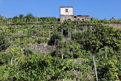 833 Dcouverte des Cinque Terre - IMG_3665_DxO Pbase.jpg