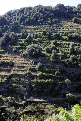 841 Dcouverte des Cinque Terre - IMG_3673_DxO Pbase.jpg