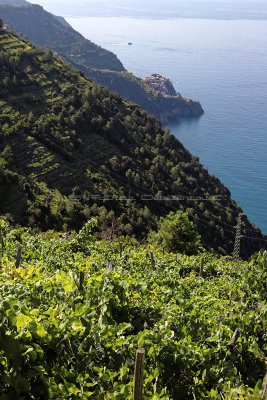 1028 Dcouverte des Cinque Terre - IMG_3868_DxO Pbase.jpg