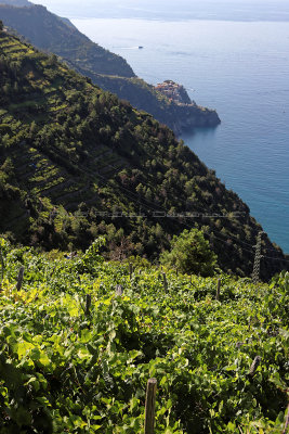 1028 Dcouverte des Cinque Terre - IMG_3868_DxO Pbase.jpg