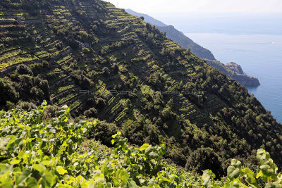 1038 Dcouverte des Cinque Terre - IMG_3878_DxO Pbase.jpg