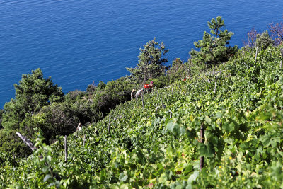 1041 Dcouverte des Cinque Terre - IMG_3881_DxO Pbase.jpg