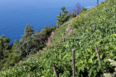 1042 Dcouverte des Cinque Terre - IMG_3882_DxO Pbase.jpg