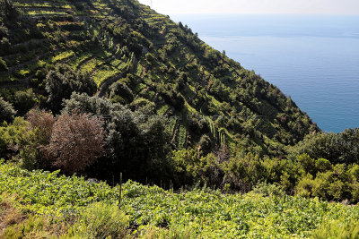 1045 Dcouverte des Cinque Terre - IMG_3885_DxO Pbase.jpg