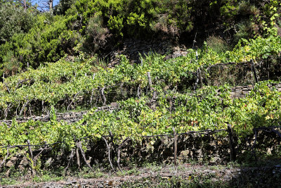 1050 Dcouverte des Cinque Terre - IMG_3890_DxO Pbase.jpg