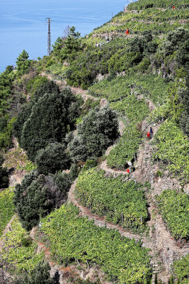 1056 Dcouverte des Cinque Terre - IMG_3896_DxO Pbase.jpg