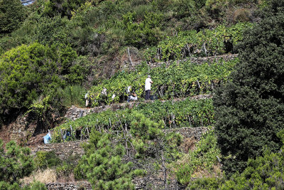 1060 Dcouverte des Cinque Terre - IMG_3900_DxO Pbase.jpg