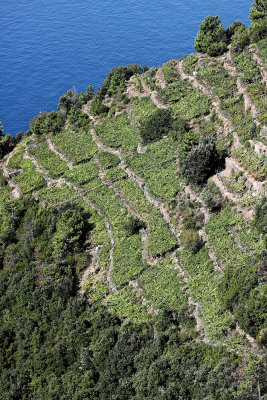 1061 Dcouverte des Cinque Terre - IMG_3901_DxO Pbase.jpg