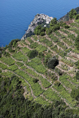 1065 Dcouverte des Cinque Terre - IMG_3905_DxO Pbase.jpg