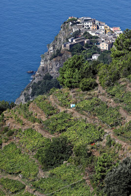 1066 Dcouverte des Cinque Terre - IMG_3906_DxO Pbase.jpg