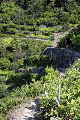 1076 Dcouverte des Cinque Terre - IMG_3916_DxO Pbase.jpg