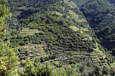 1131 Dcouverte des Cinque Terre - IMG_3975_DxO Pbase.jpg