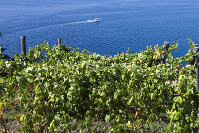 1166 Dcouverte des Cinque Terre - IMG_4012_DxO Pbase.jpg