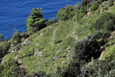 1684 D‚couverte des Cinque Terre - IMG_4620_DxO Pbase.jpg
