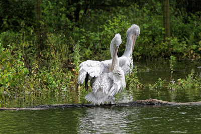 95 - Week-end en Normandie juillet 2016 - IMG_8060_DxO Pbase.jpg