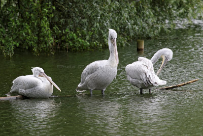 98 - Week-end en Normandie juillet 2016 - IMG_8063_DxO Pbase.jpg