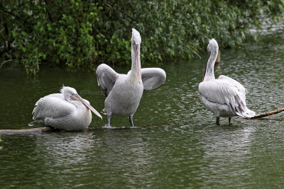 99 - Week-end en Normandie juillet 2016 - IMG_8064_DxO Pbase.jpg