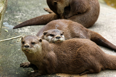 200 - Week-end en Normandie juillet 2016 - IMG_8165_DxO Pbase.jpg