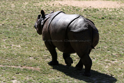 225 Zoo de Branfere juillet 2017 - IMG_9778 DxO Pbase.jpg