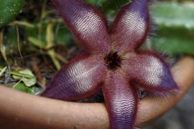 _flower.jpg