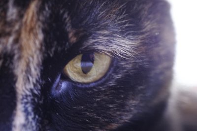 Cat''s Eye.tiff