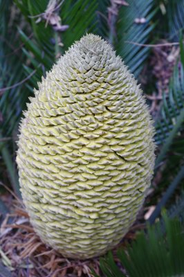Sago Palm seedbloom.tiff