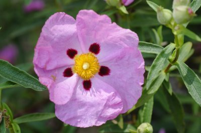 Primrose flower ? 2677_.tiff