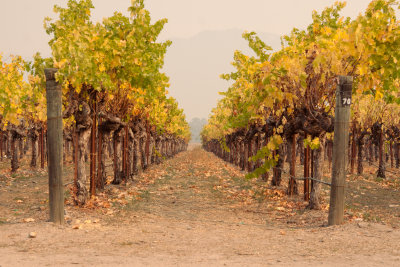 Wineshark-3.jpg